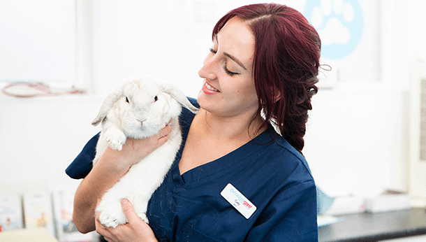 Rabbit with nurse